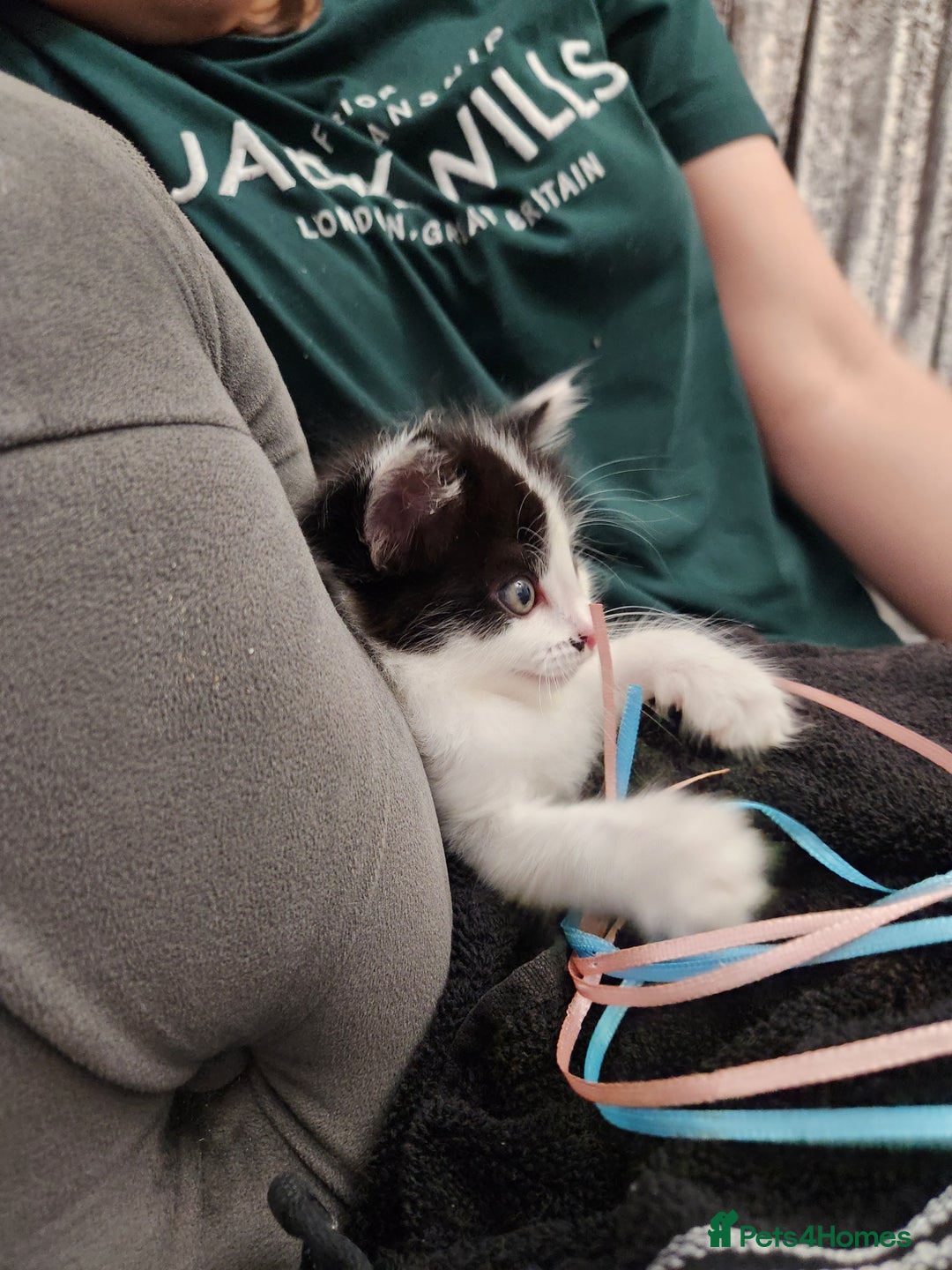 Mixed Breed cats for sale: Beautiful X Mainecoon babies  - Image 7
