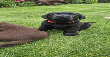 Labrador Retriever dogs - Advert 16