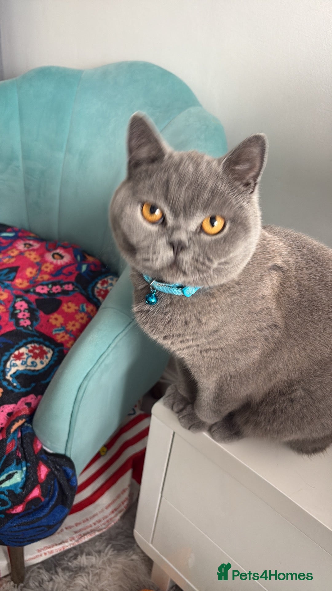 British Shorthair cats British Blue Shorthair  - Advert 2