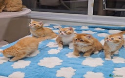 British Shorthair cats for sale: Adorable Kittens Ready For Reservation  - Image 14