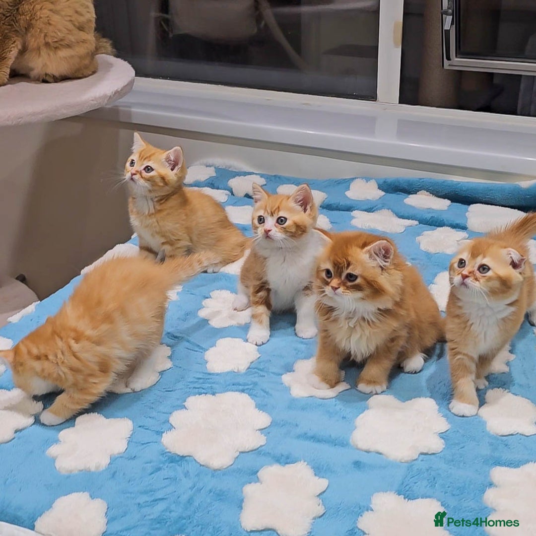 British Shorthair cats for sale: Adorable Kittens Ready For Reservation  - Image 14