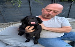 Cocker Spaniel dogs for sale: 2 BOYS LEFT KC COCKER SPANIELS  - Image 1