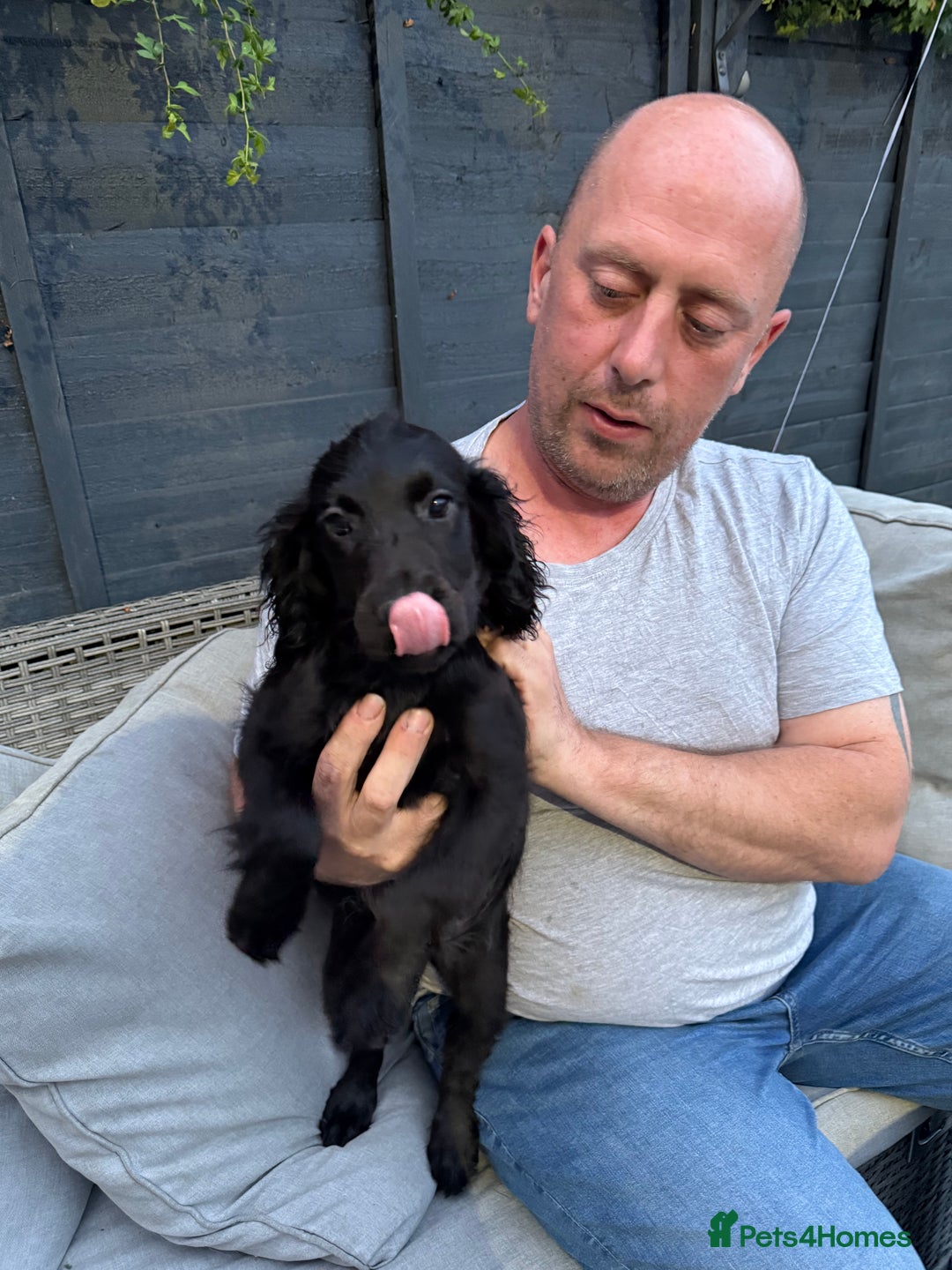 Cocker Spaniel dogs for sale: 2 BOYS LEFT KC COCKER SPANIELS  - Image 1
