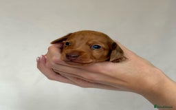Miniature Dachshund dogs for sale: Miniature Dachshunds Puppies PRA Clear, KC Reg - Image 17