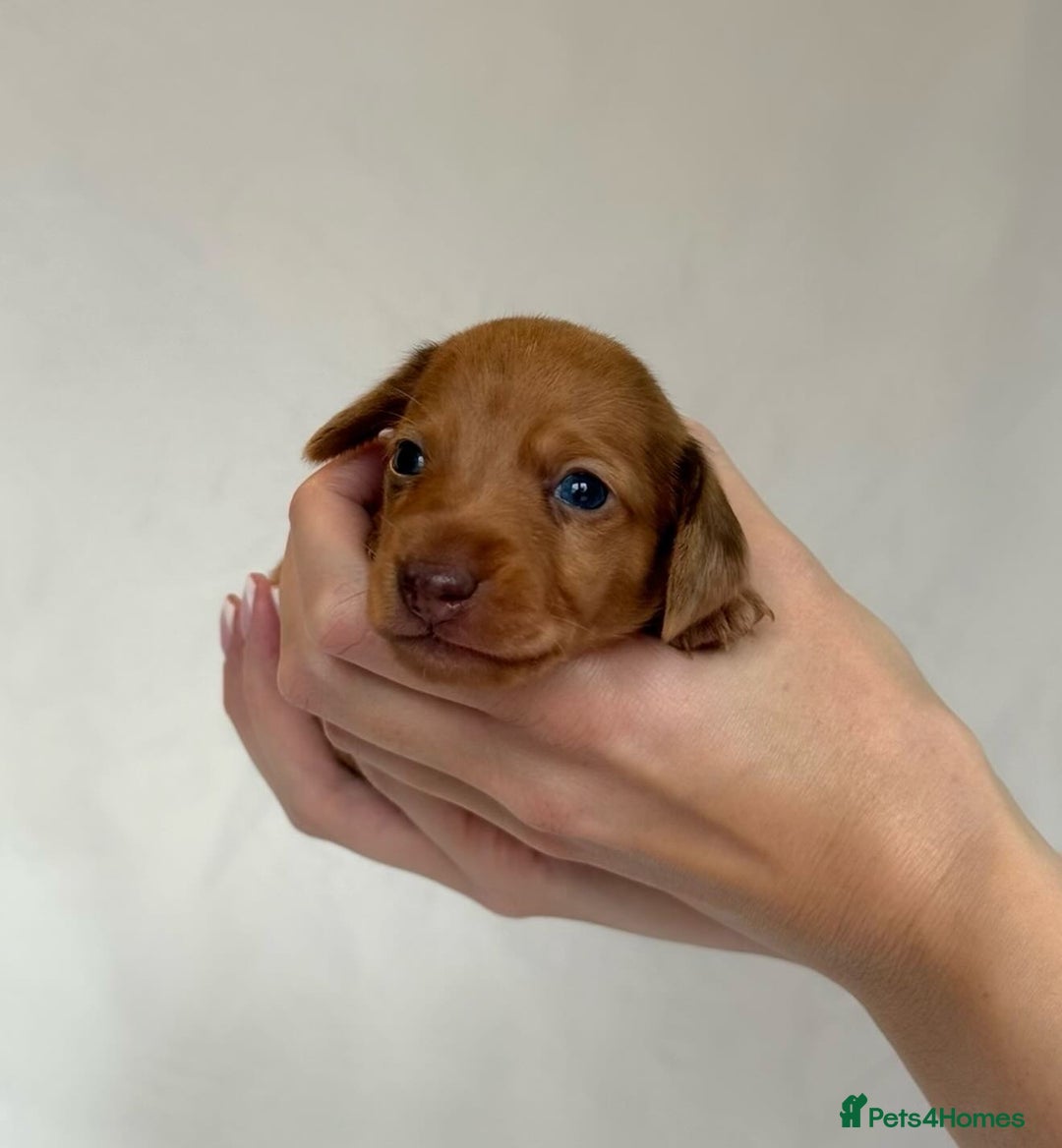 Miniature Dachshund dogs for sale: Miniature Dachshunds Puppies PRA Clear, KC Reg - Image 17