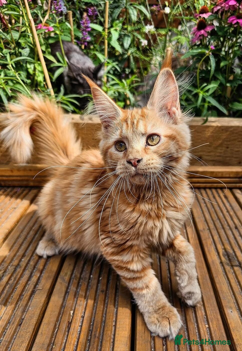 Maine Coon cats Beautiful Maine Coon kittens  - Advert 1