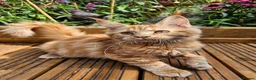 Maine Coon cats for sale: Beautiful Maine Coon kittens  - Advert 2