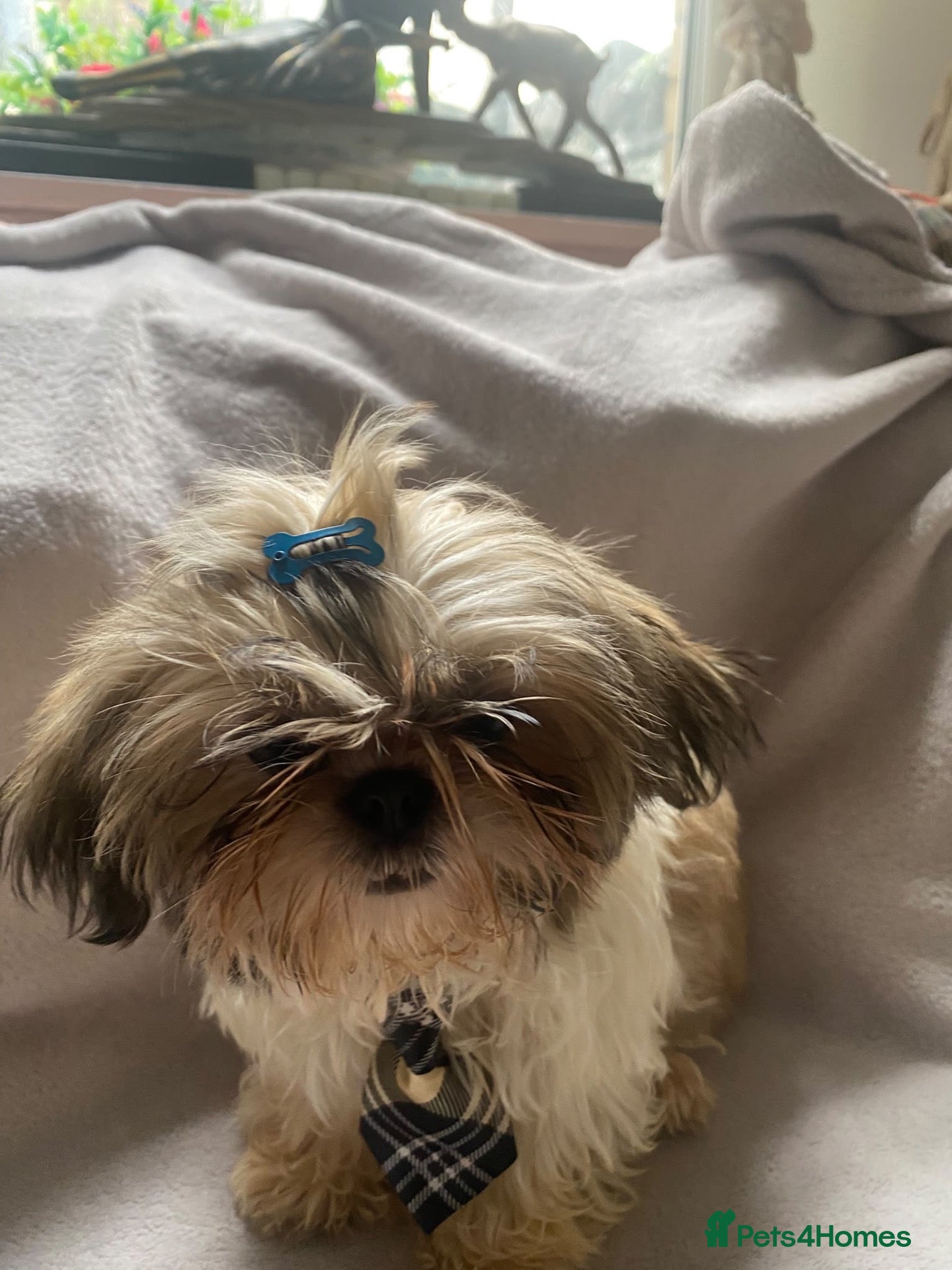 Shih Tzu dogs Lovely boy for sale - Advert 1