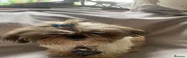 Shih Tzu 1