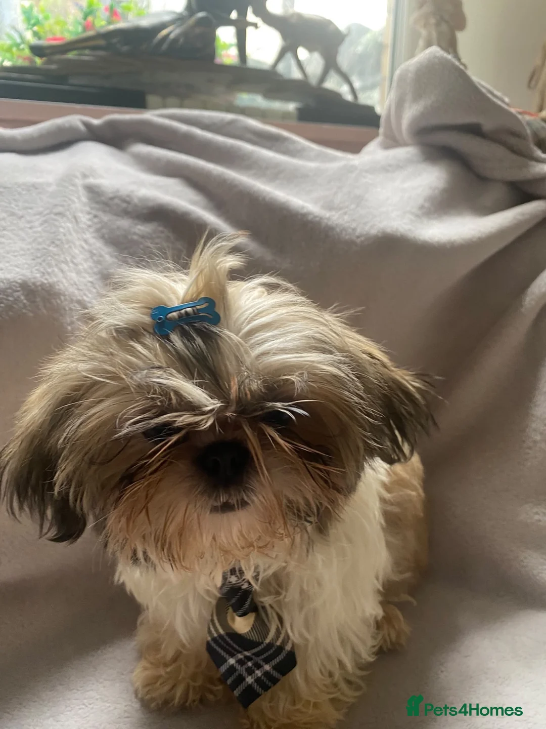 Shih Tzu dogs for sale: Lovely boy for sale - Advert 2