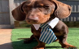 Dachshund dogs for stud: Proven Choc and Tan Dachshund for Stud in Swindon - Image 1