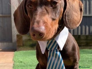 Dachshund dogs Proven Choc and Tan Dachshund for Stud in Swindon - Advert 7