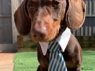 Dachshund dogs Proven Choc and Tan Dachshund for Stud in Swindon - Advert 13