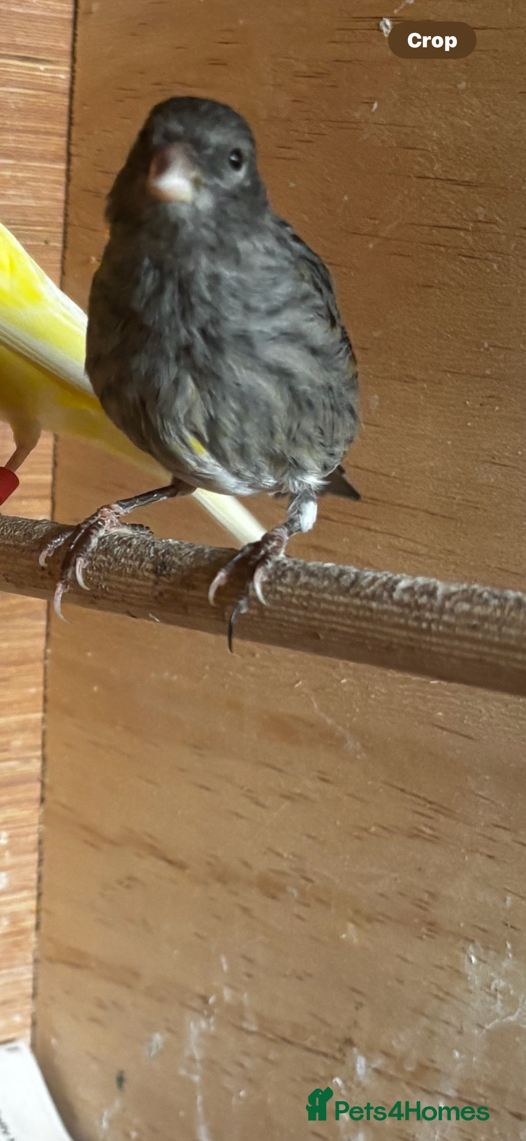 Finches birds for sale: Goldfinch mule  - Image 3