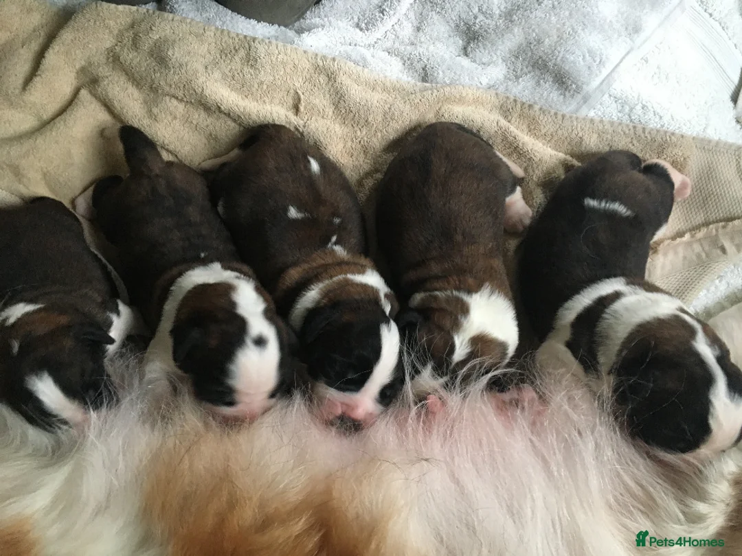 Saint Bernard dogs for sale: Health-tested line established 1990s. - Advert 15