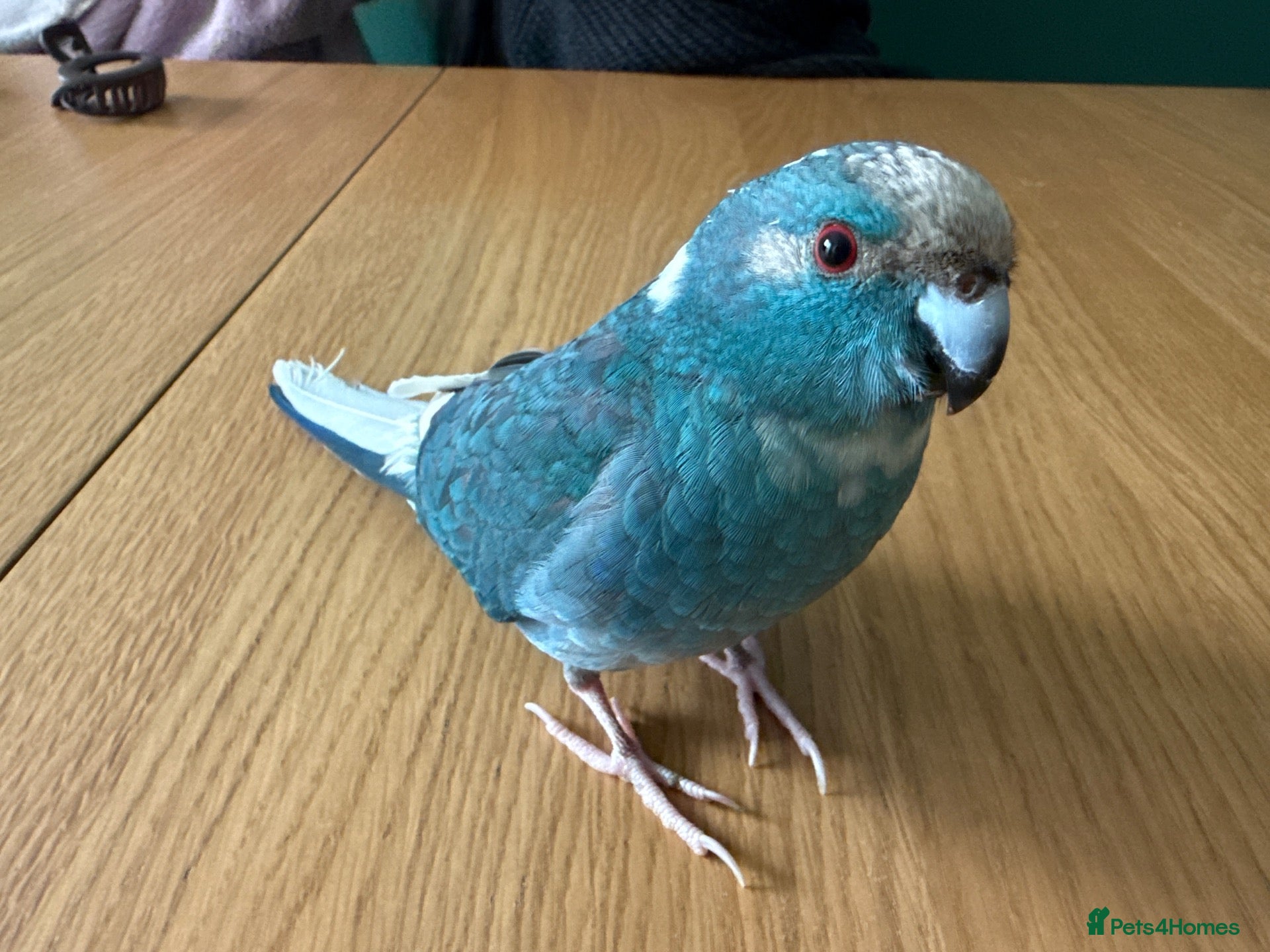 Parakeets birds Beautiful Hand-Tame Turquoise Kakariki Parrot - Advert 2