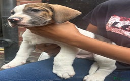 Mixed Breed dogs for sale: 🐾Cocker-Pie (Mini Hippo)s🐾 - Image 24