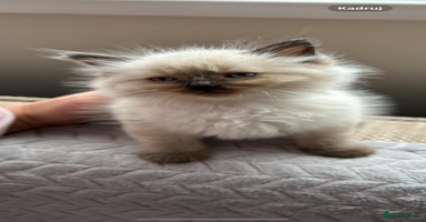Ragdoll cats - Advert 9