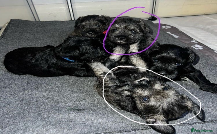 Miniature Schnauzer dogs Miniature Schnauzers for sale!  - Advert 3