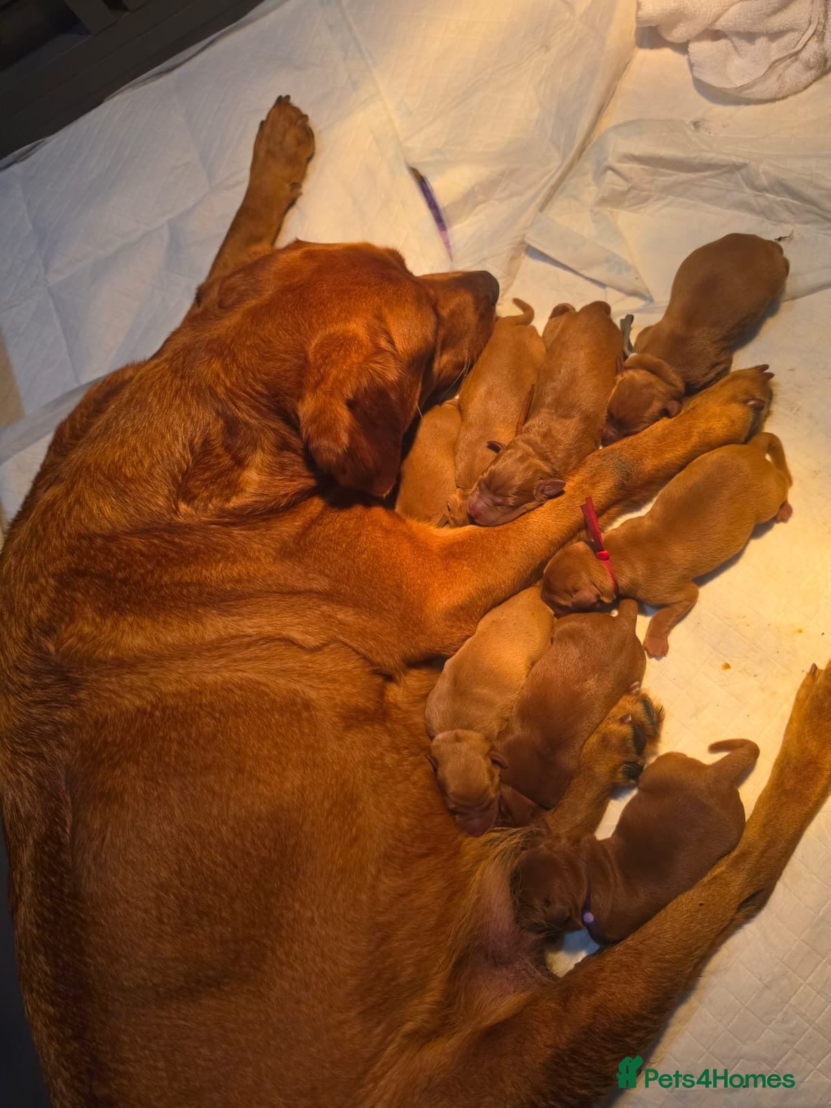 Labrador Retriever dogs Fox Red Labrador Puppies KC registered for sale - Advert 3