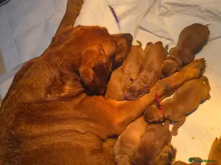 Labrador Retriever dogs Fox Red Labrador Puppies KC registered for sale - Advert 6