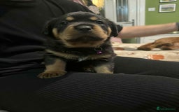 Rottweiler dogs for sale: Beautiful Rottweiler puppies  - Image 13