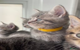 British Shorthair cats for sale: Beautiful kittens❤️ - Image 7