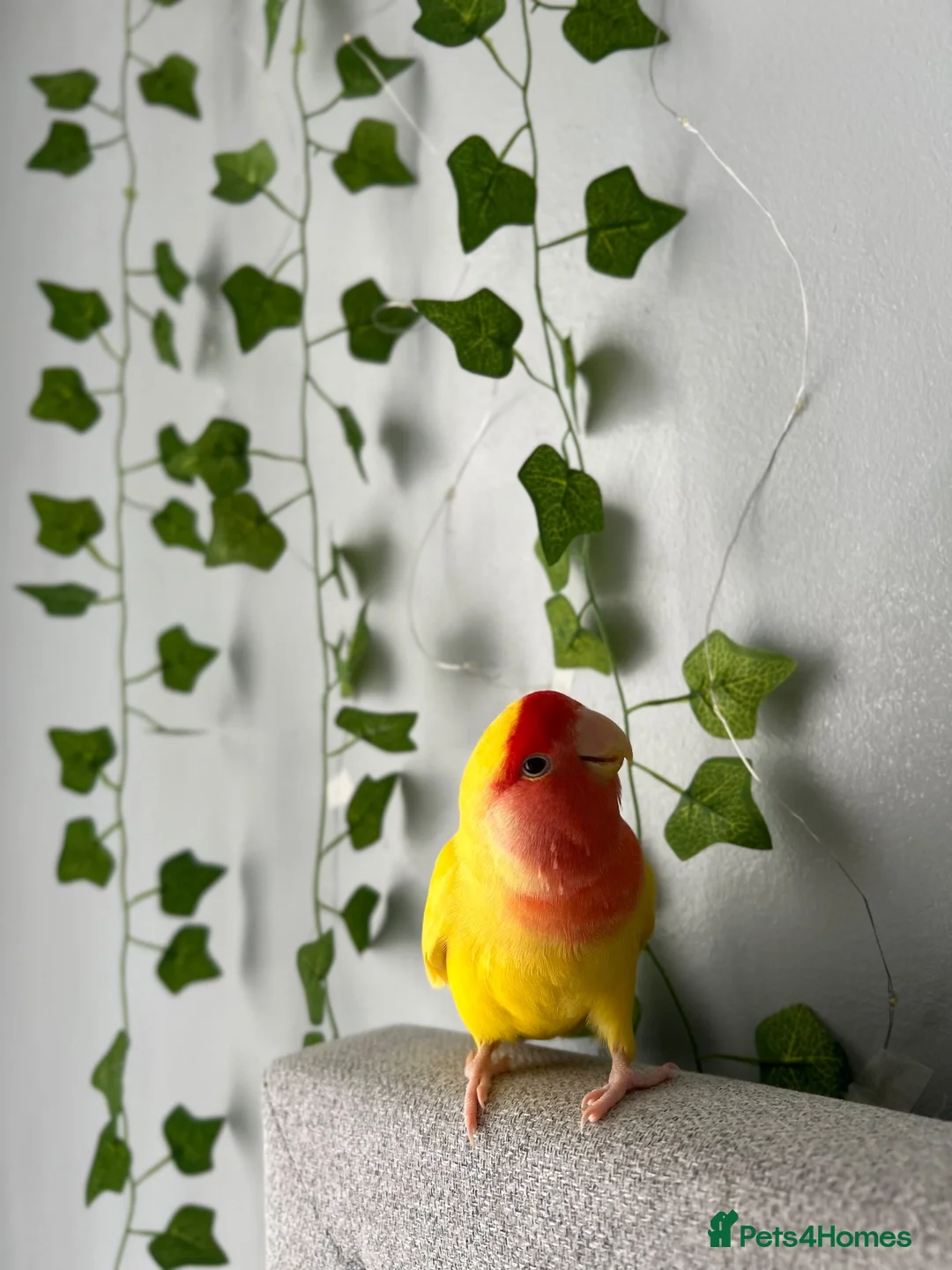 Lovebirds birds for sale: Peach faced lovebird  - Advert 2