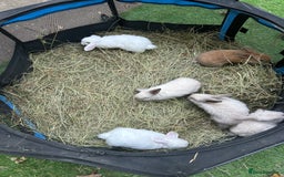 Mini Lop rabbits for sale: 6 pure baby mini lops  - Image 8