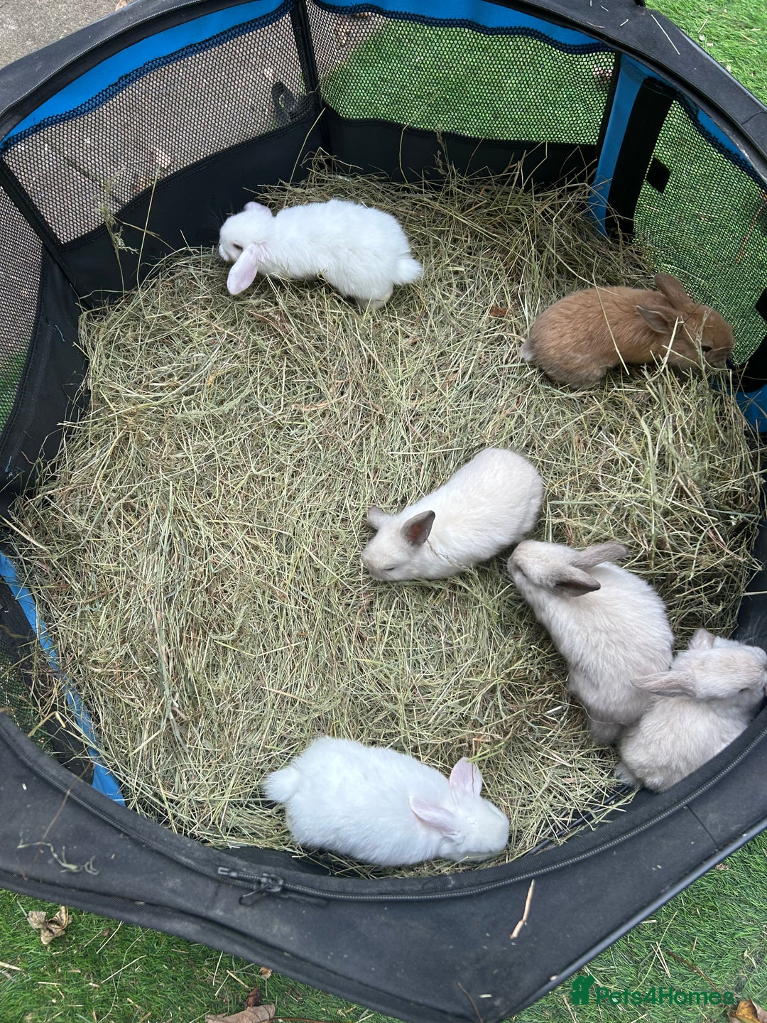 Mini Lop rabbits for sale: 6 pure baby mini lops  - Image 8