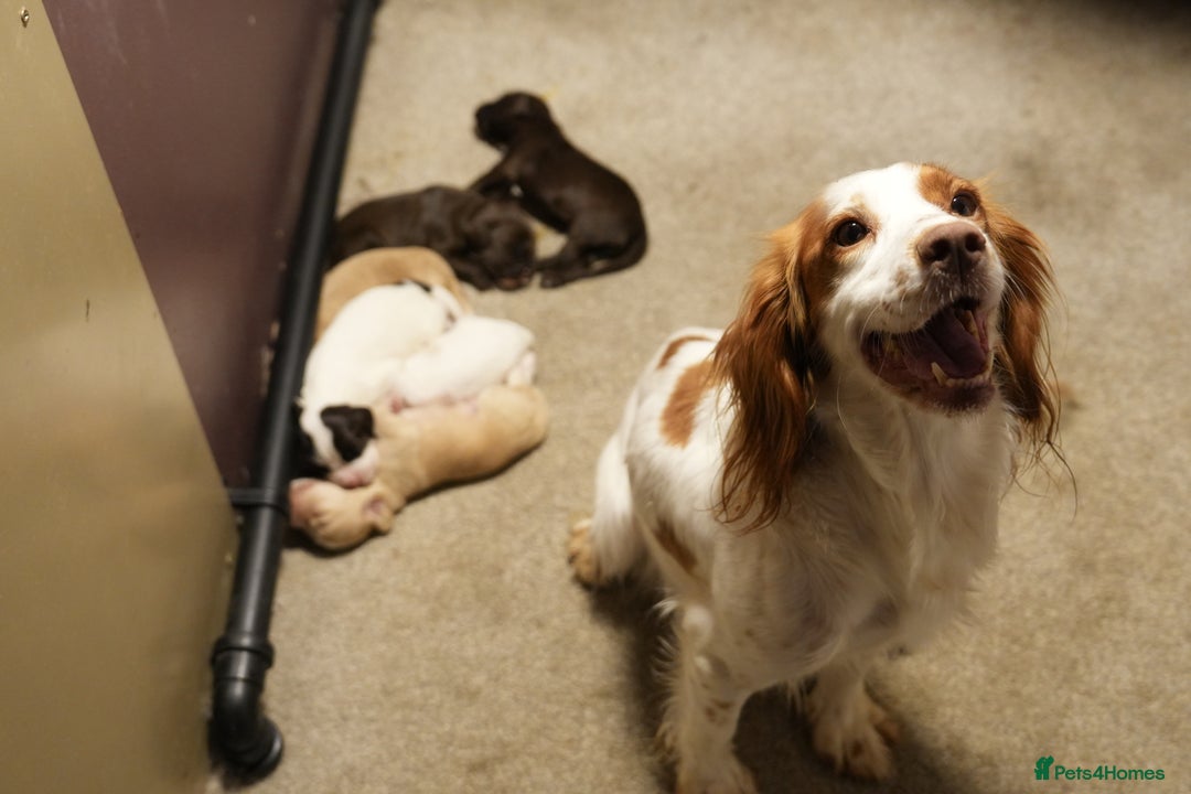 Cocker Spaniel dogs for sale: READY TO GO 4 KC working cocker spaniel puppies - Image 6