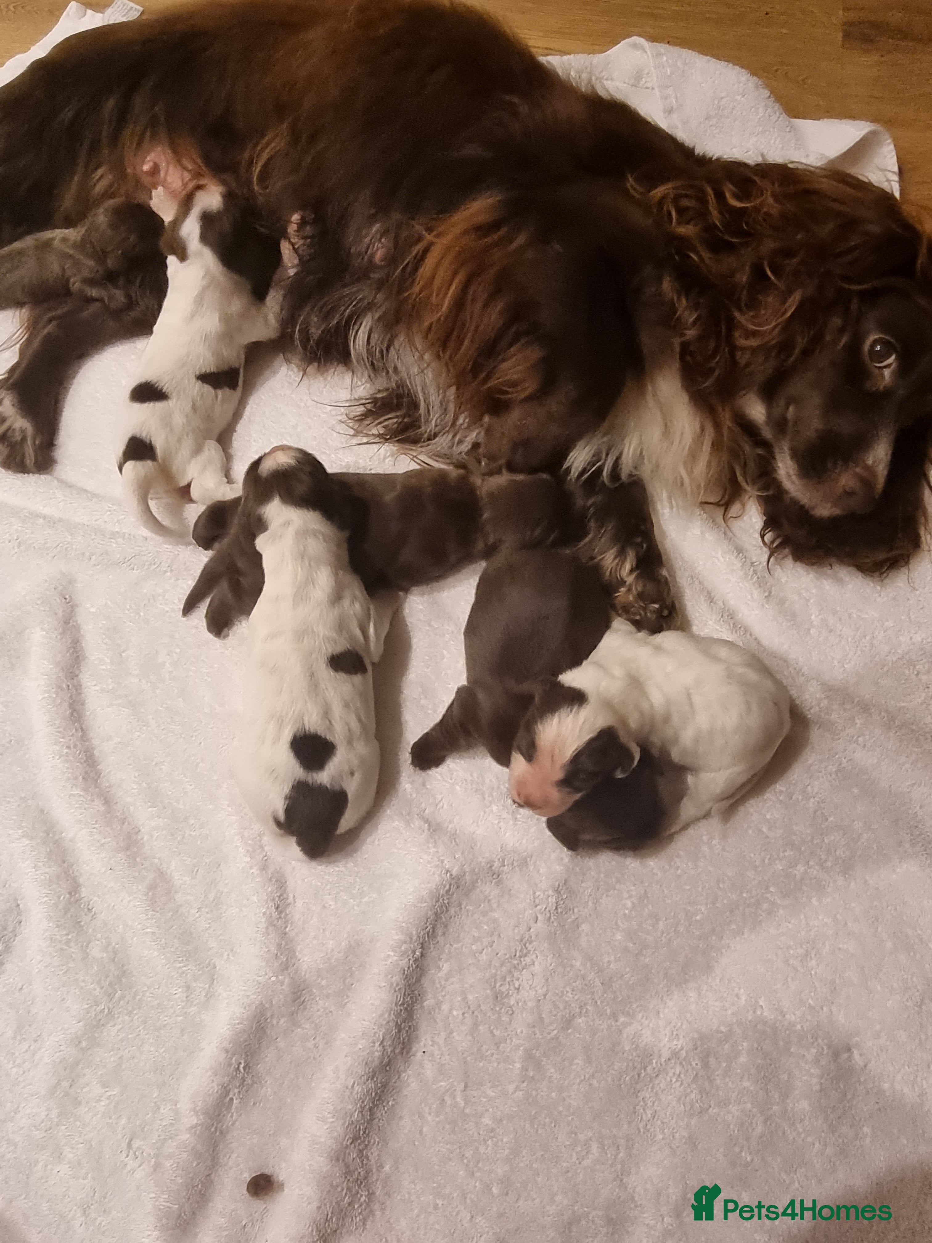Sprocker dogs 6 gorgeous sprocket puppies  - Advert 2