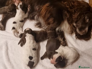Sprocker dogs - Advert 4