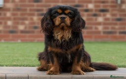 Cavalier King Charles Spaniel dogs for sale: Donna Jays old school type cavalier King Charles  - Image 8