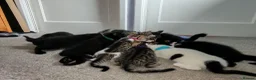 Domestic Shorthair cats for sale: 8 mixed breed kittens for sale in Huddersfield - Advert 8