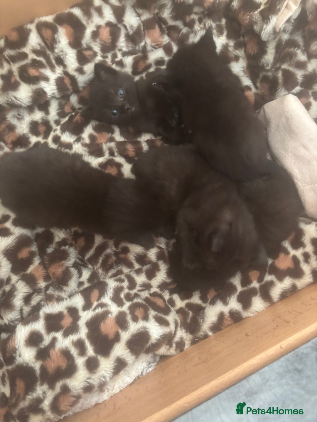 Mixed Breed cats for sale: Black kittens  - Advert 4