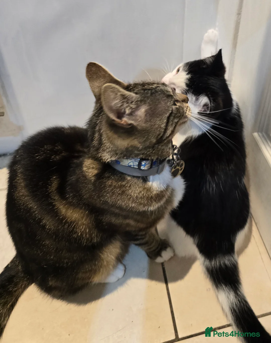 Mixed Breed cats for sale: Gorgeous 3 month old male kitten available - Advert 2