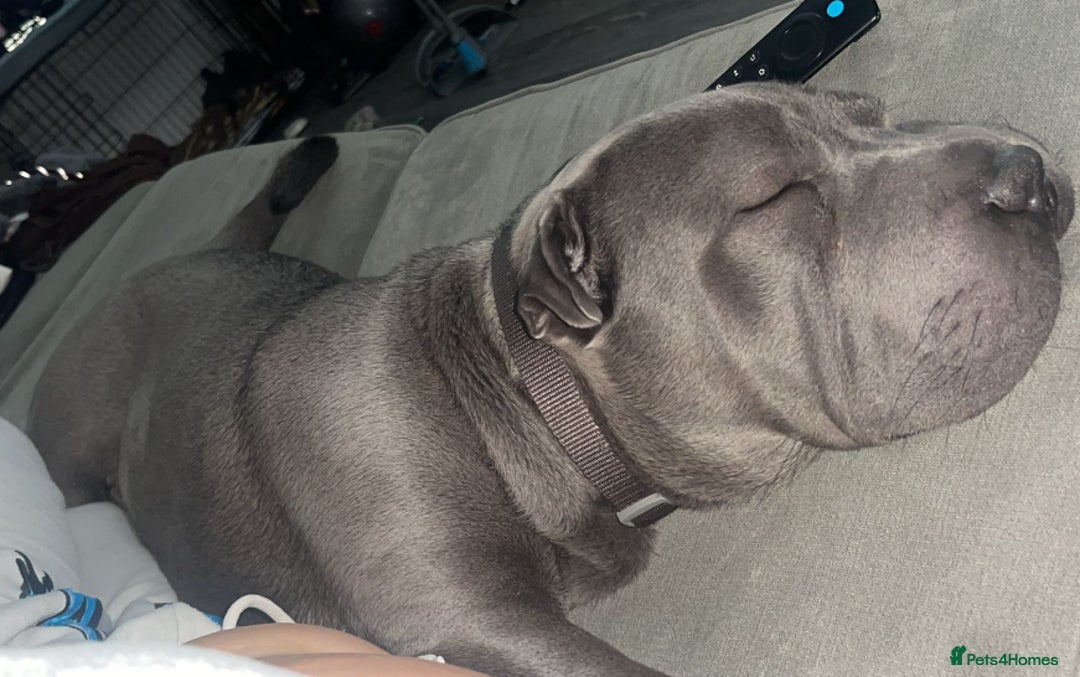 Mixed Breed dogs for sale: 🐾 Meet Boggie! 1 year Sharpei x Frenchie 🐾 - Image 1
