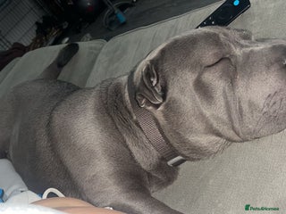 Mixed Breed dogs - Advert 2