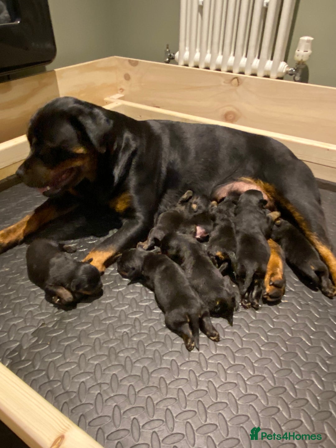 Rottweiler dogs for sale: Purebred Rottweiler Puppies - Advert 3