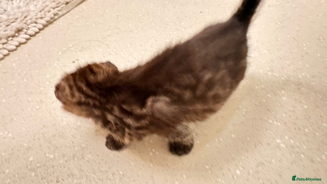 Savannah cats for sale: Stunning F3 Savannahs - Image 15