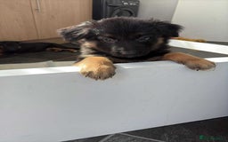 German Shepherd dogs for sale: 2 German Shepherd females puppies  - Image 2