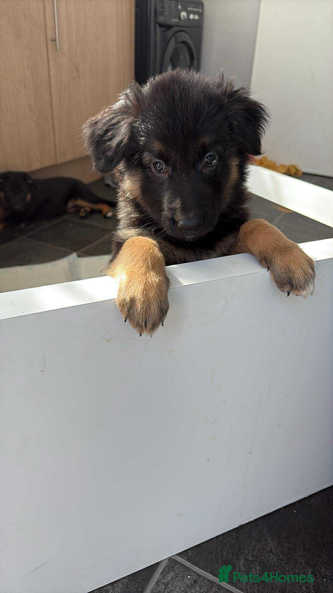 German Shepherd dogs for sale: 2 German Shepherd females puppies  - Image 2