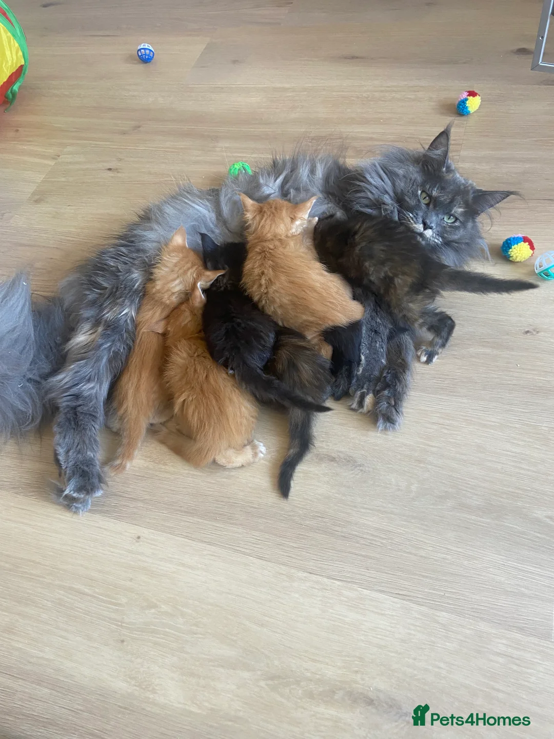 Maine Coon cats for sale: GCCF registered Dog 🐶 Friendly  - Advert 6