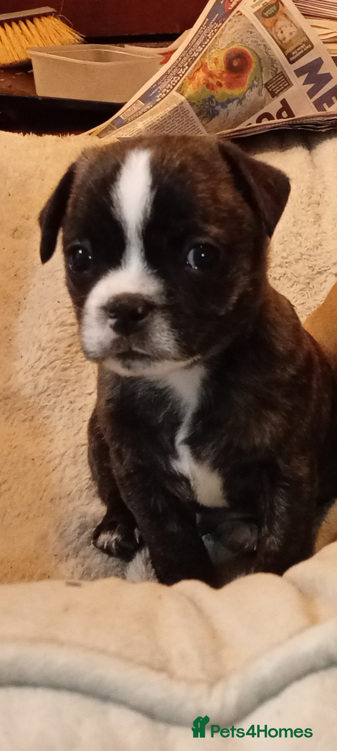 Mixed Breed dogs for sale: Bubbles Staff cross pug  - Advert 2