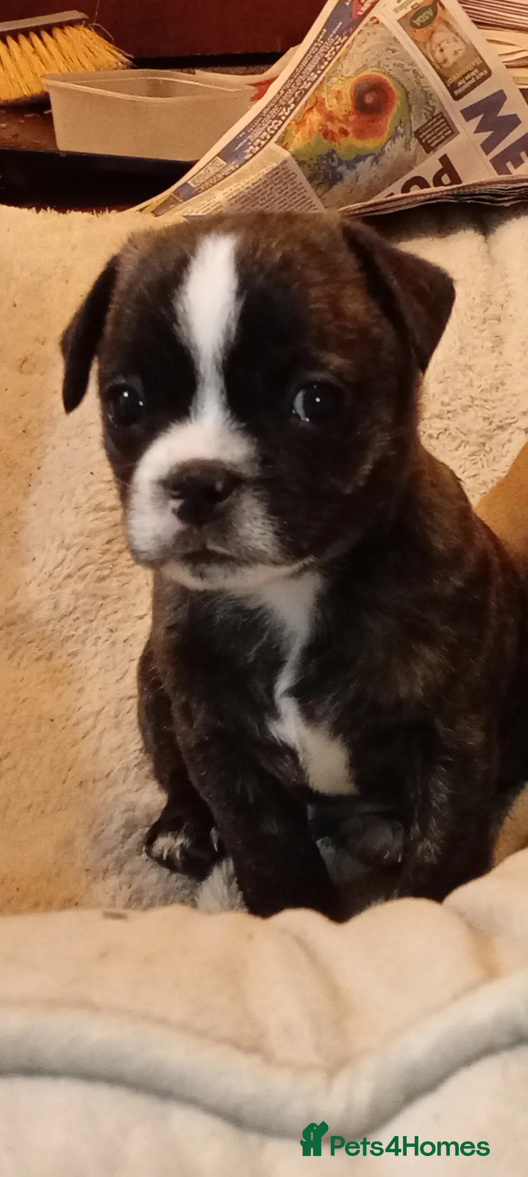 Mixed Breed dogs for sale: RARE 1 FEMALE LEFT Honey Staff cross pug  - Advert 7