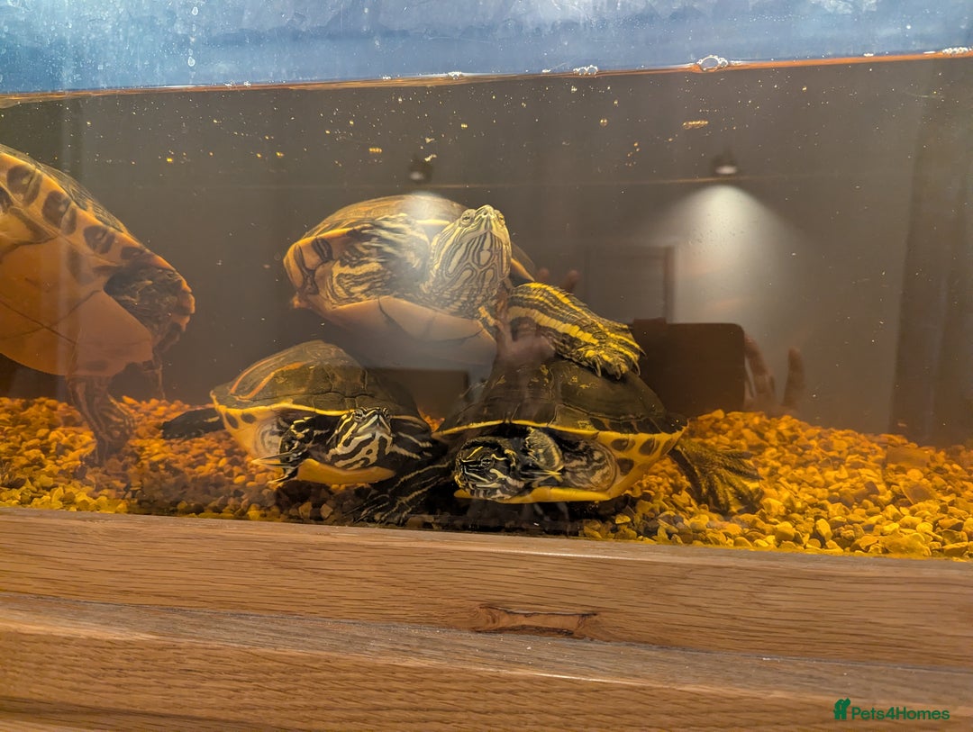 Turtle reptiles for sale: Turtle for sale  - Advert 4