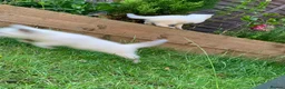 Ragdoll cats for sale: Male/Female Kitten Looking for a Loving  Home in Newport Pagnell - Advert 7
