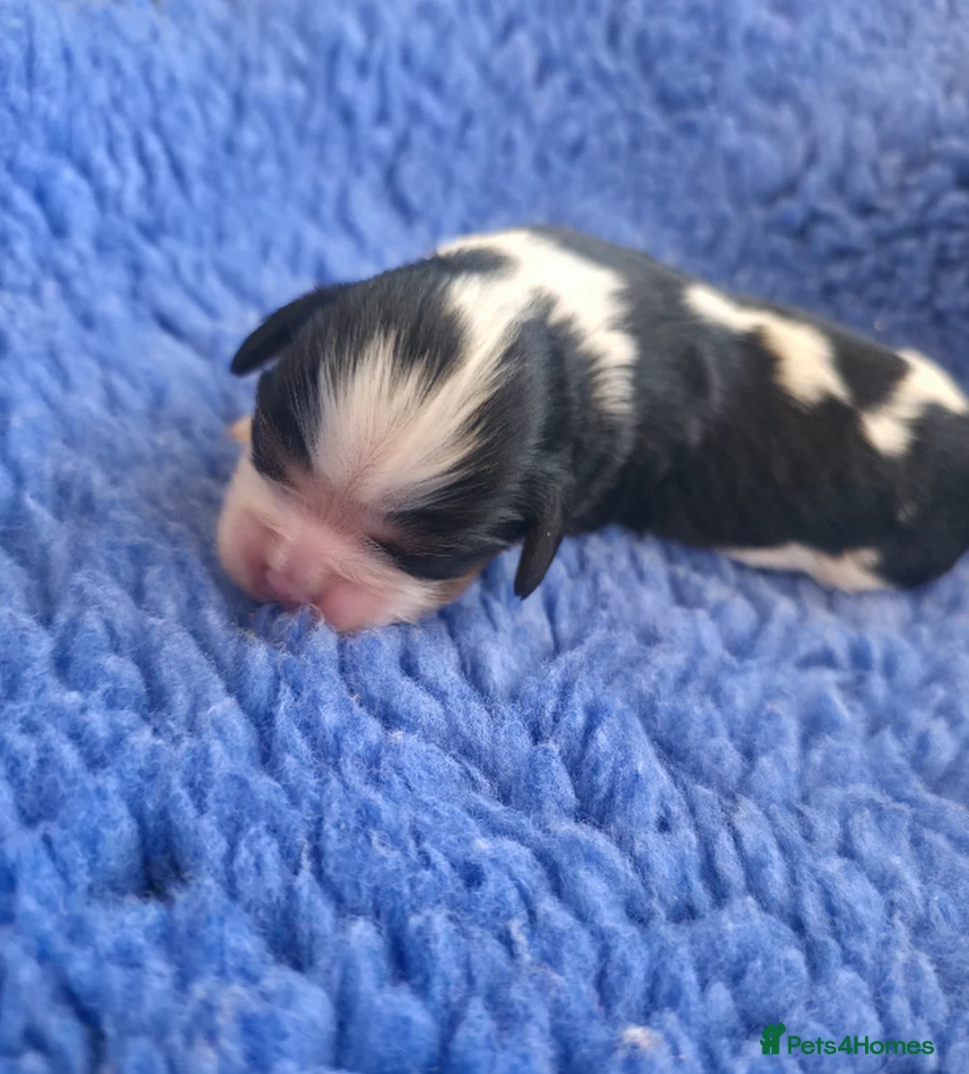 Cavalier King Charles Spaniel dogs for sale: KC Cavalier King Charles puppies - Advert 16