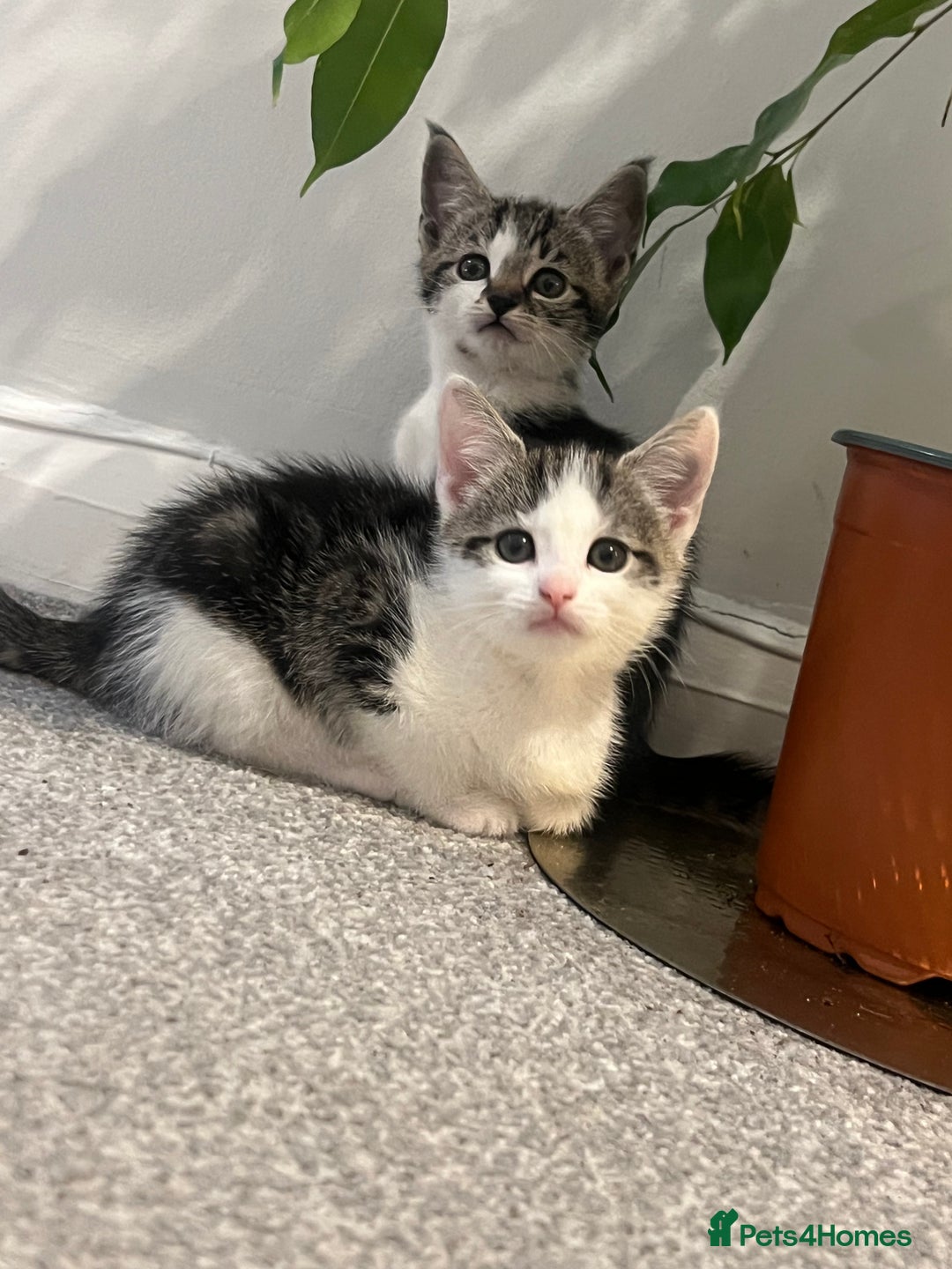 Mixed Breed cats for sale: Kittens  - Image 6